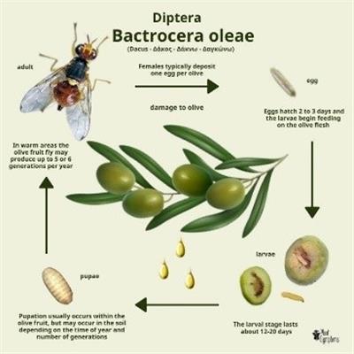 توده هوای خنك، زنگ خطر افزایش فعالیت مگس میوه زیتون