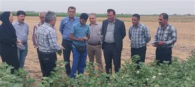 بازدید میدانی رئیس موسسه تحقیقات پنبه كشور از مزارع پنبه كاری سیستانی محله گرگان و مزرعه كتول